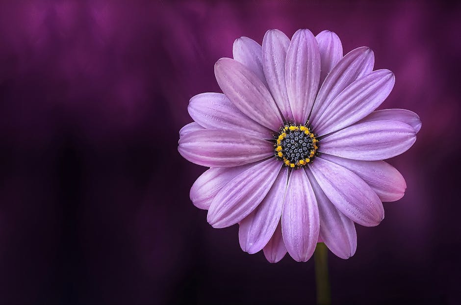 Purple flower representing zen mindfulness